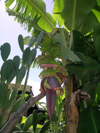 banane5